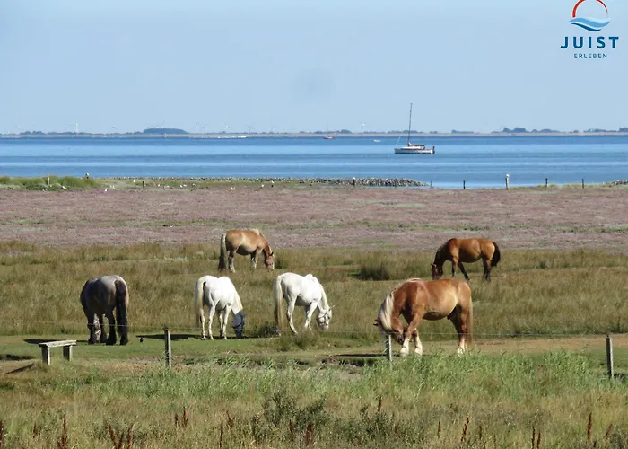 Lejlighed Haus Nina 153 - 3 Juist